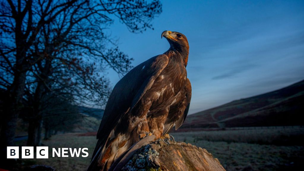 Aigles - Les Aigles d'Or s'envolent vers le sud, de retour dans le ciel anglais