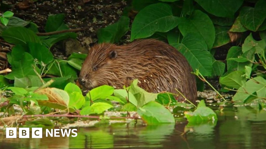 castor - Une vidéo montre un castor "très détendu" après 400 ans d'absence