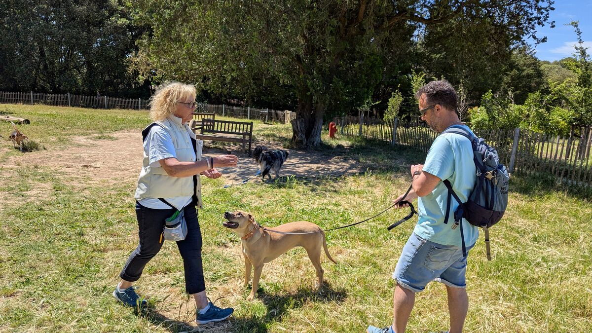 Chien - Montpellier Propose Des Séances Pour Apprendre À Dresser Son Chien : Finissez Avec Le « N'ayez Pas Peur, Il Est Très Gentil » !