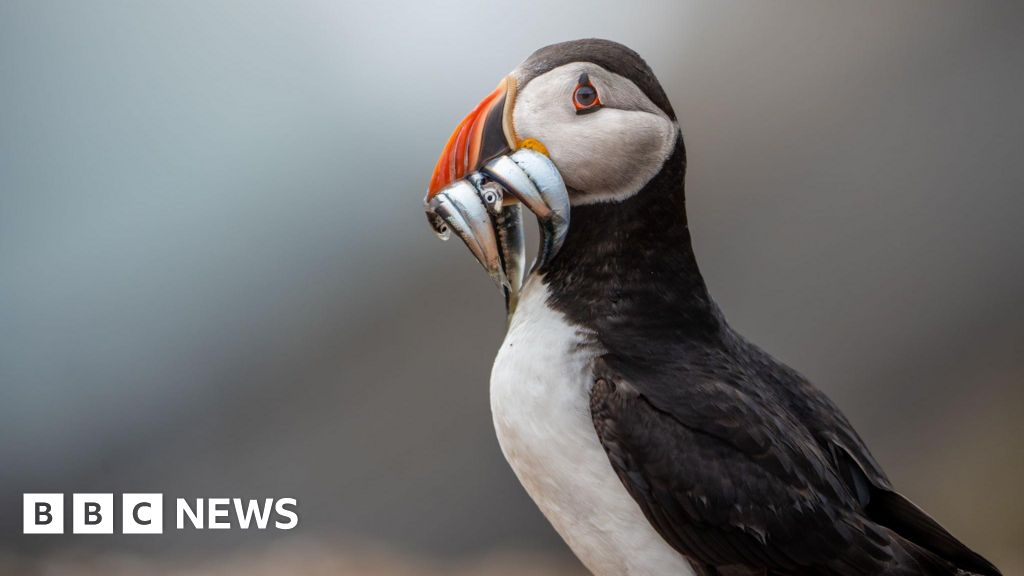 macareux - L'île minuscule où les macareux prospèrent malgré le déclin mondial