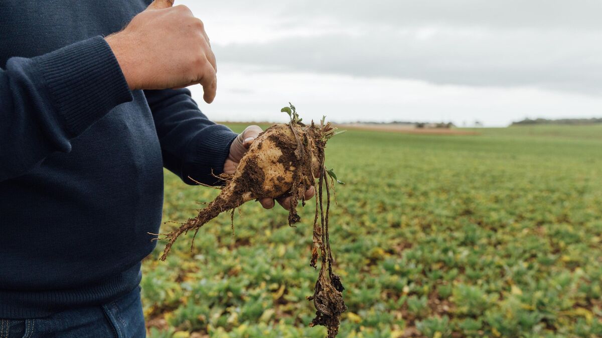 loi - Proposition de loi Duplomb : Les articles essentiels du texte qui divisent les politiques et le secteur agricole