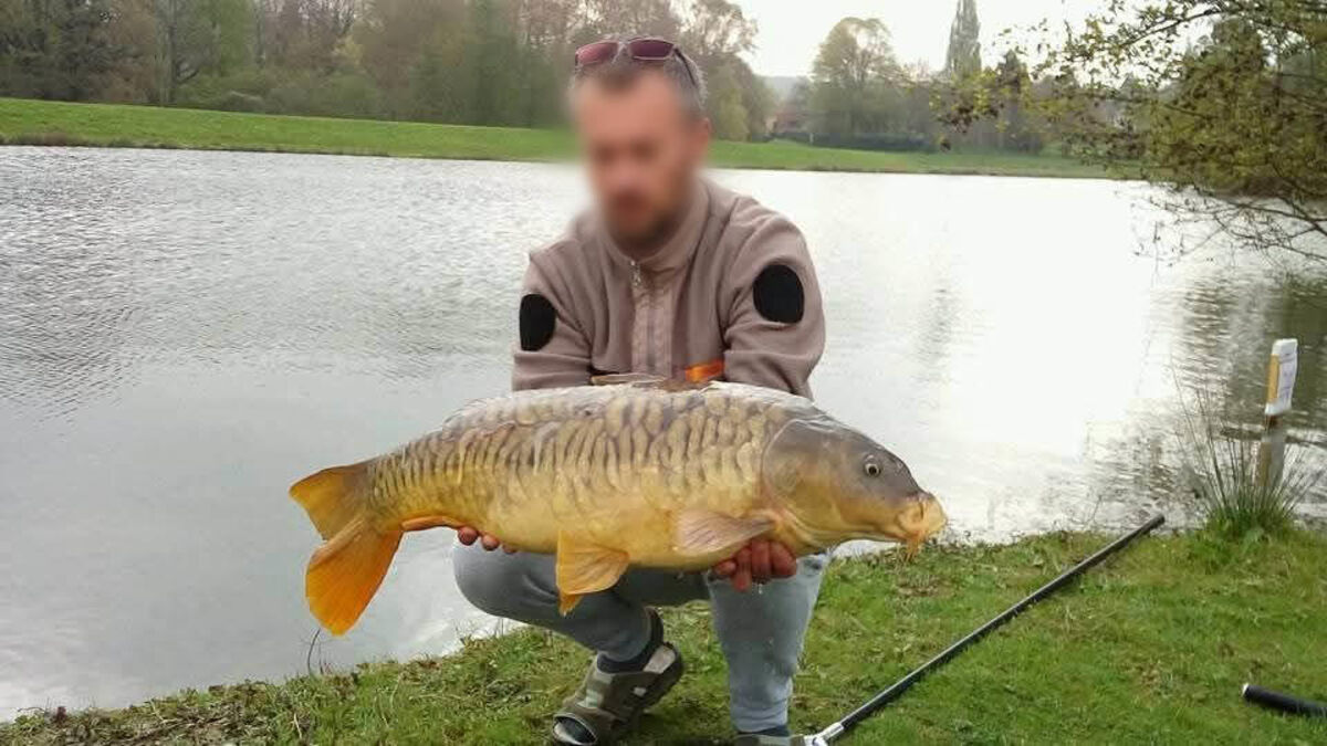 Carpes - Île-de-France : Le Fléau du Trafic de Carpes, Des Spécimens Revendus Jusqu'à 20 000 euros