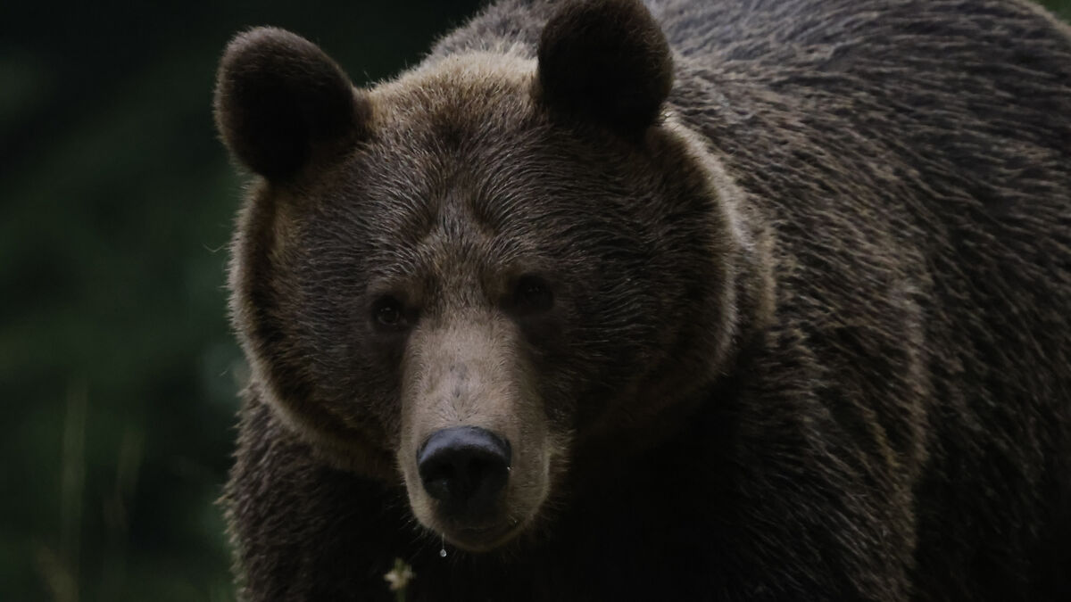 ours - « J’ai été très surprise » : Un ours dangereux interrompt un tournoi de golf au Japon
