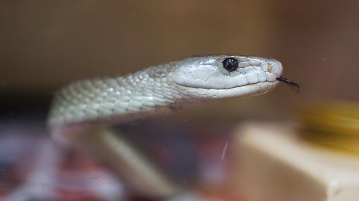 serpent - Un serpent d'un mètre interrompt la ligne de train à grande vitesse la plus fréquentée du Japon