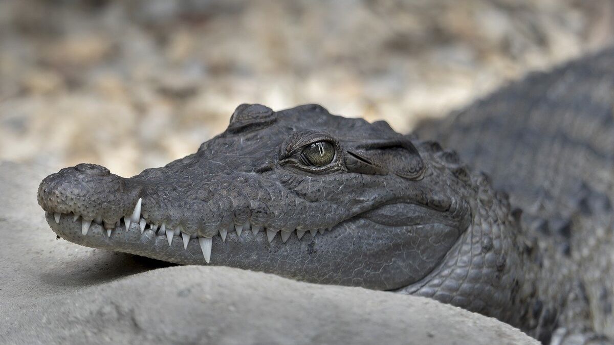 Sandler - « Tu Vas Nous Manquer » : Adam Sandler Rende Hommage à Morris, L'Alligator Star Du Film « Happy Gilmore » Décédé