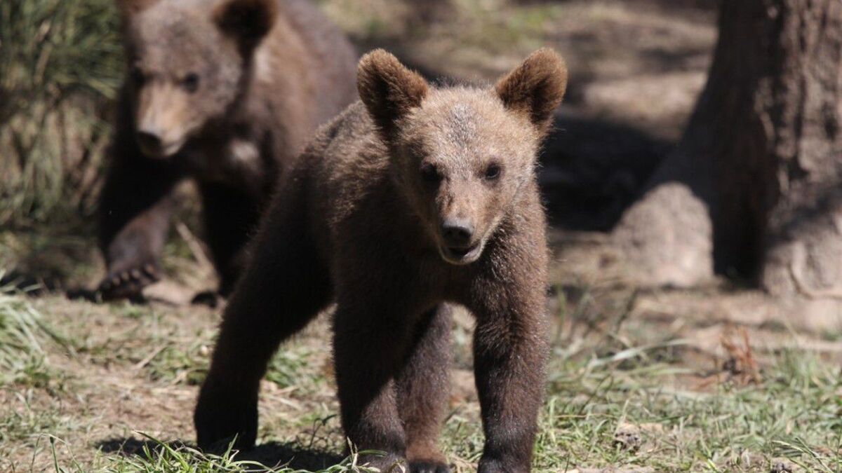 ourson - Abandonné par sa mère à l'âge de 2 mois, cet ourson est élevé par des humains déguisés en ours : découvrez son histoire fascinante !