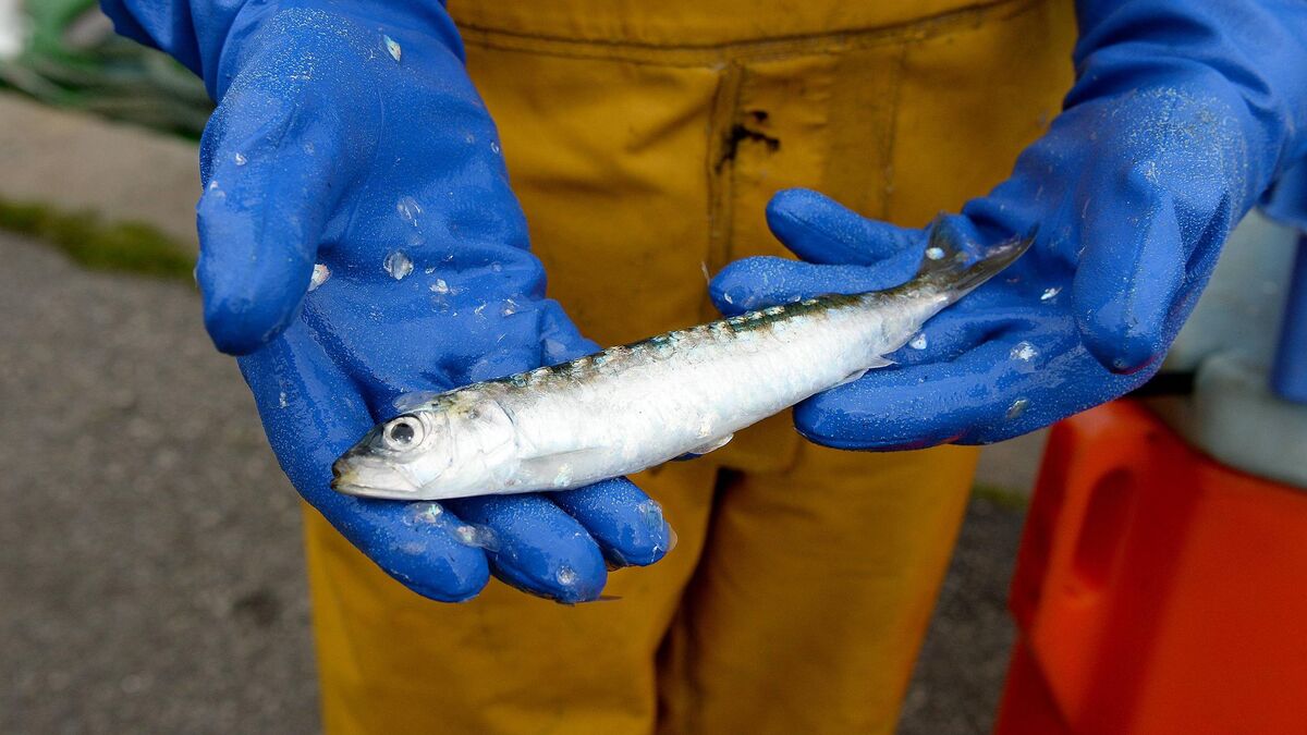 Sardine - « Ce Serait Dû Au Réchauffement Climatique » : Pourquoi La Sardine Rétrécit-elle ?