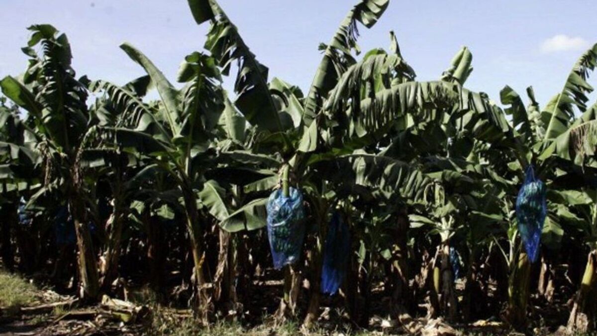Chlordécone - Chlordécone : L'État condamné à indemniser deux anciennes ouvrières agricoles en Martinique
