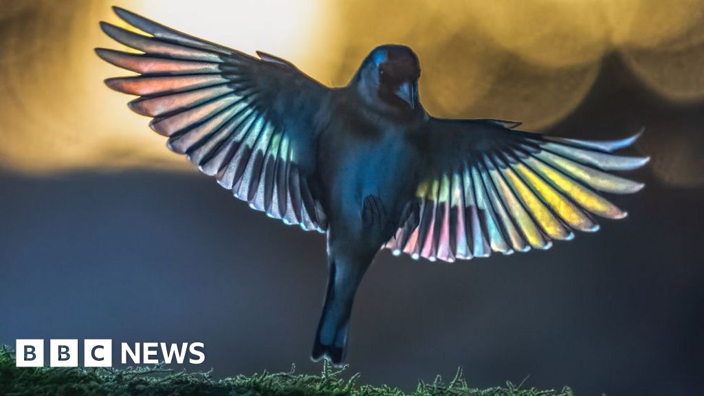 photographe - Un photographe passe une décennie à capturer la faune de son jardin arrière
