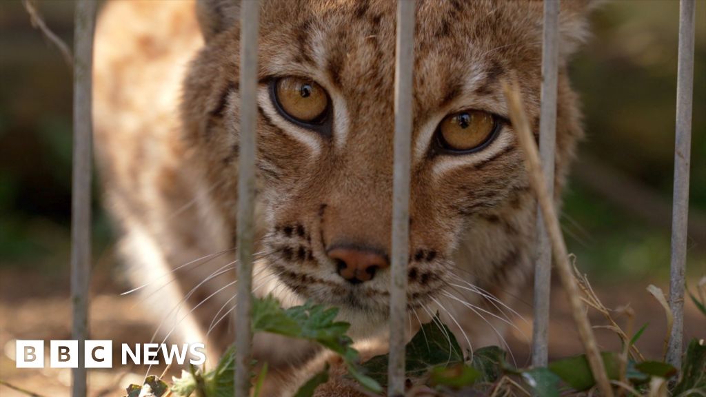 Lynx - Le Lynx pourait être le premier félin né dans un zoo au Royaume-Uni à être relâché dans la nature