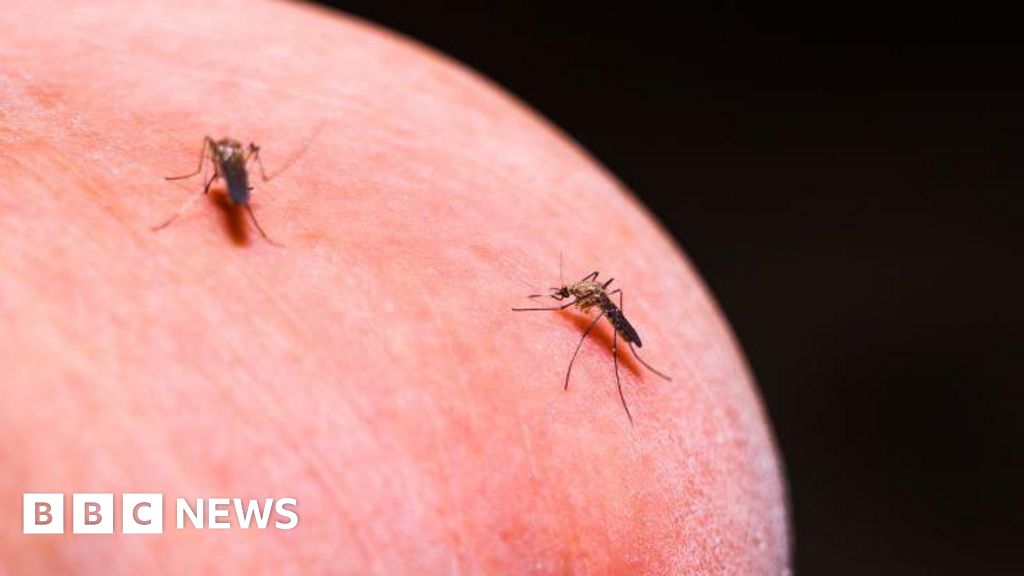 moustiques - Des scientifiques proposent une nouvelle méthode pour traiter les moustiques porteurs du paludisme.