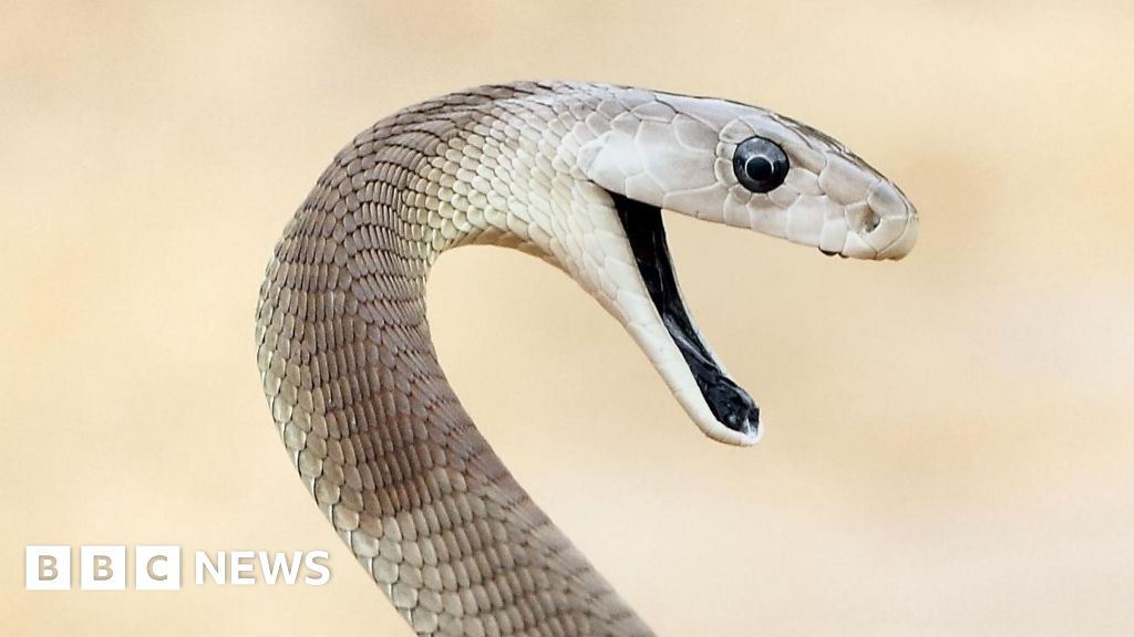 Antivenin - Antivenin de serpent 'inégalé' fabriqué à partir d'un homme mordu 200 fois