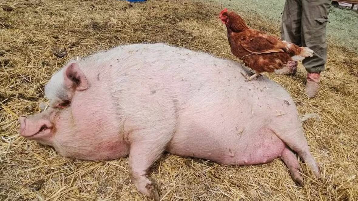 Truffes - Le duo le plus attachant du sanctuaire animalier : l'histoire de Truffes et Petit Rouge