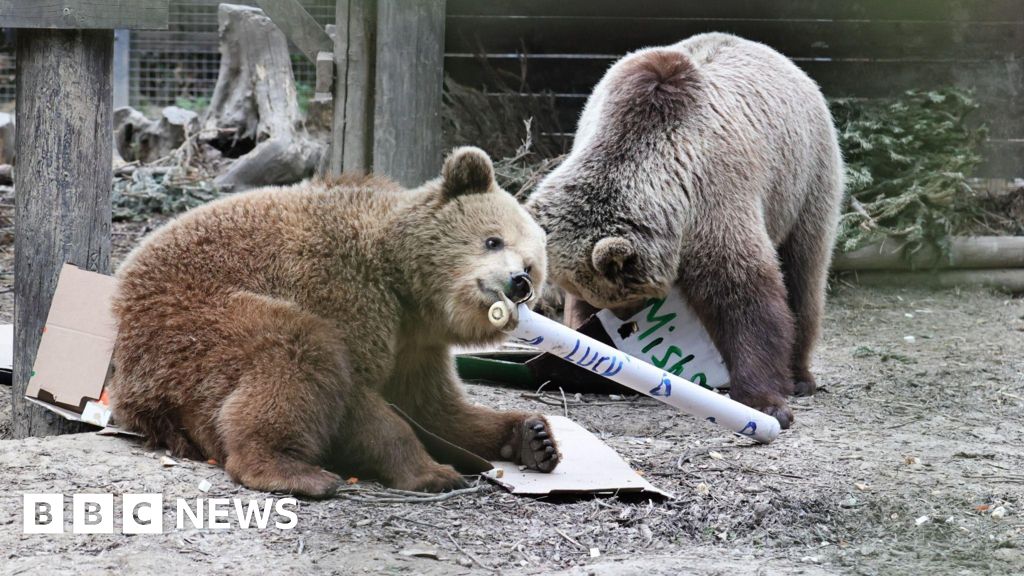 miel - Des ours s'introduisent dans un magasin de miel après s'être échappés de leur enclos