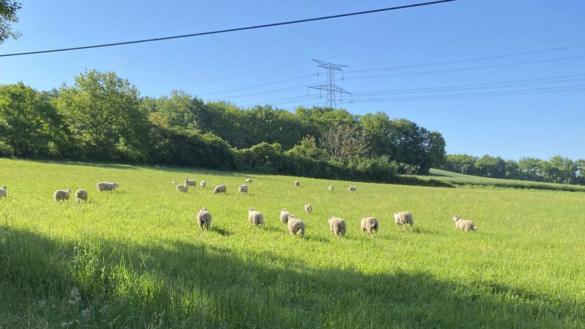 Moutons - « Il Faut Qu’une Solution Soit Trouvée » : Un Village Se Retrouve Avec Plus de 200 Moutons Après Un Legs