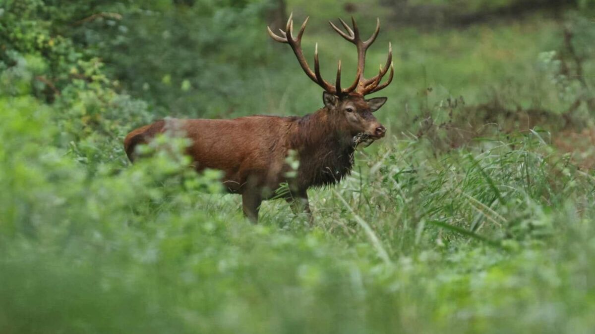 Cerfs - « Il Fallait Rectifier Le Tir » : La Saison Prochaine, Les Chasseurs Réduiront Le Nombre De Cerfs Tuez Dans L’Oise