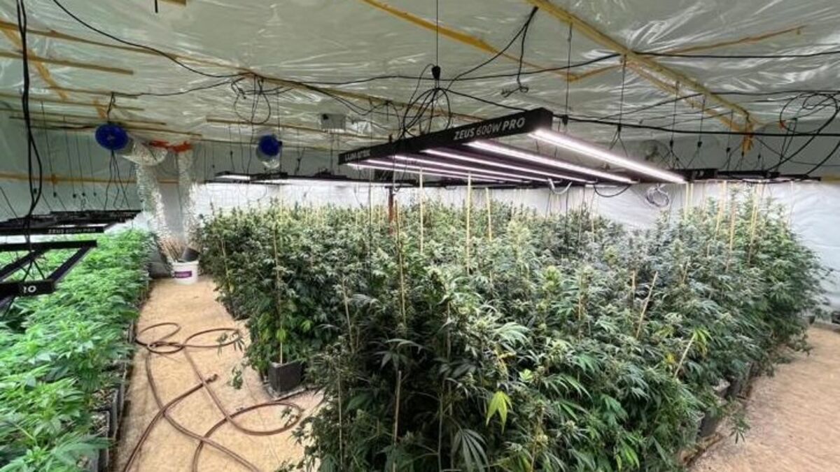Cannabis - 11 Prévenus, 2 700 Pieds De Cannabis : La « Coopérative Agricole » De Seine-et-Marne Face À La Justice