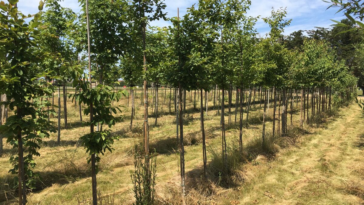 Calvados - Pour s’acclimater au Calvados, 1 000 arbres destinés à ombrager un parc poussent juste à côté : « Ils ne vont parcourir que 150 m »