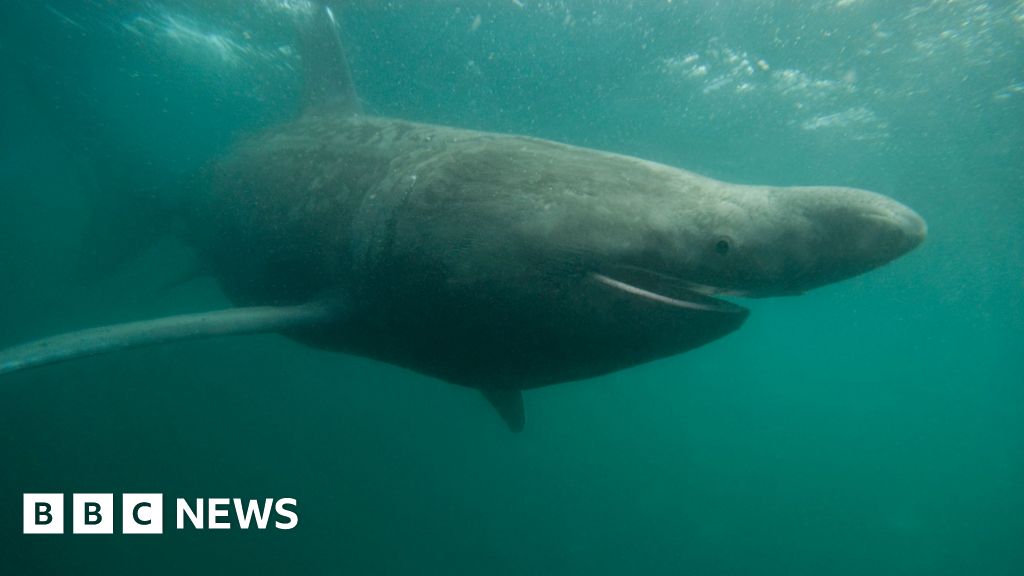 requins - Les requins et les huîtres prêts à prospérer dans les eaux plus chaudes du Royaume-Uni