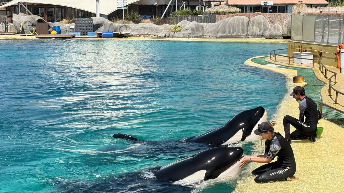 Marineland - « Les Visiteurs Ne Manquent Pas Aux Orques » : Marineland, le Parc « fantôme » d'Antibes, Nous A Ouvert Ses Portes