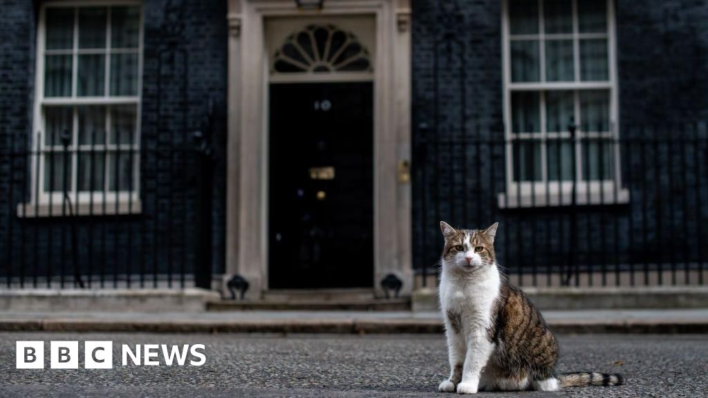 chats - Les chats écartés en tant que contrôleurs de nuisibles au Parlement