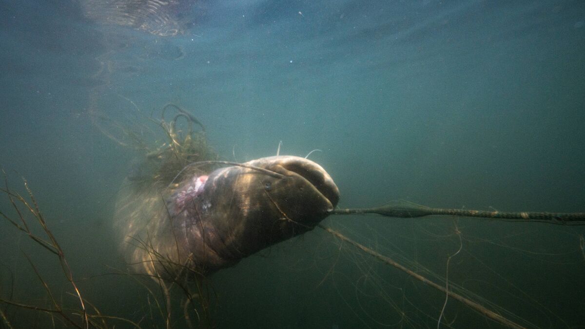Silure - Le Nouveau Record de France : Un Silure de 2,75 m Pêché Près d'Albi
