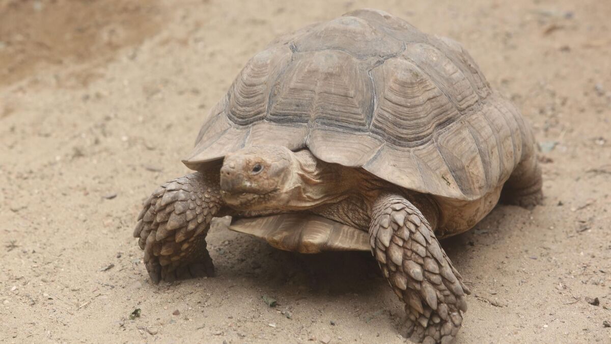 avion - Le pilote d'un avion qui s'est écrasé aux États-Unis voulait éviter une tortue sur la piste.