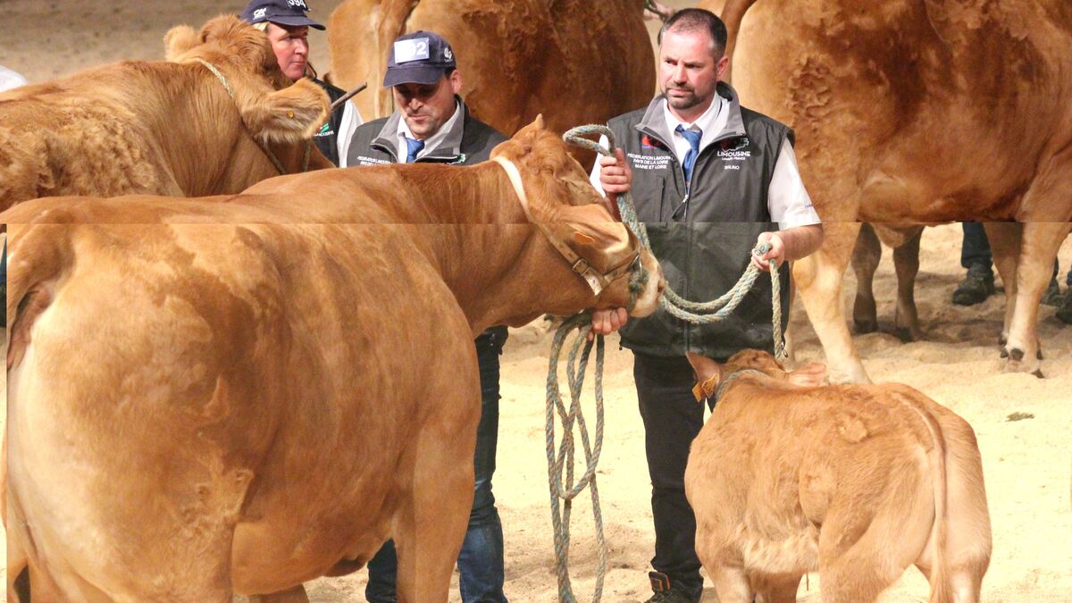 Élevage - 2 000 Animaux, 1 750 Exposants : Le Sommet De L’Élevage 2025, « La Plus Grande Prairie D’Europe », Se Prépare