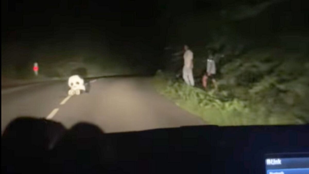 panda - « Mon fils a failli sortir de la route » : De nuit, ils s'amusent à effrayer les voitures avec un panda en peluche