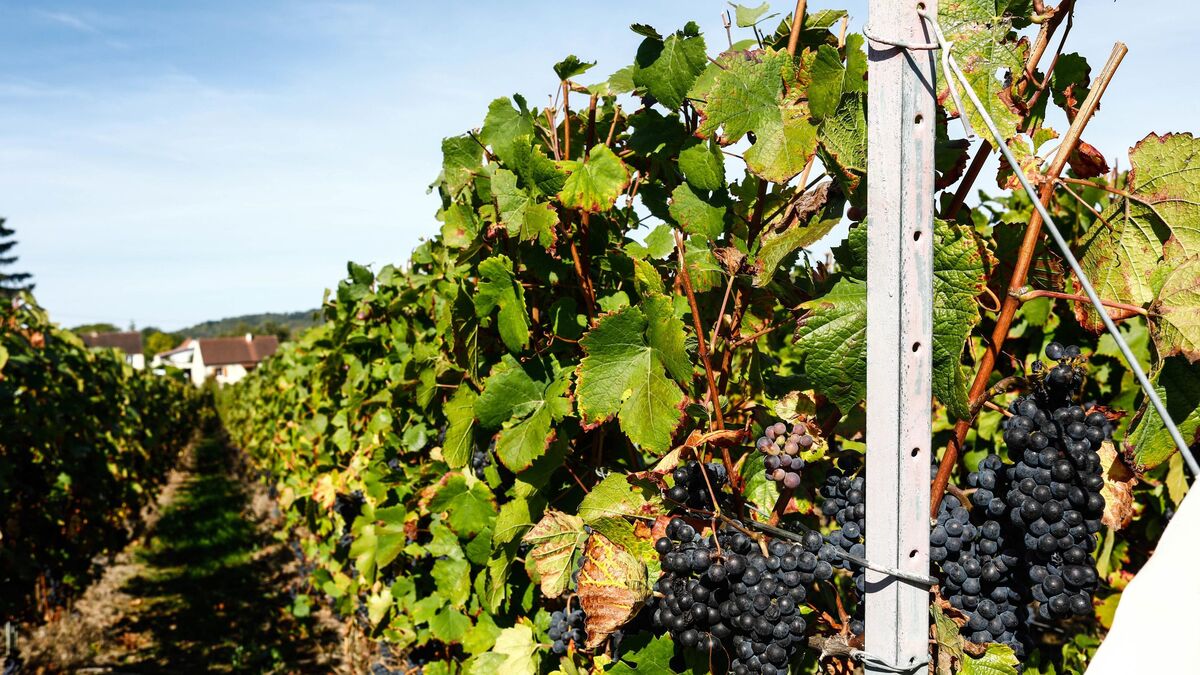 Vigneron - Les Deux Hommes Qui Ont Trompé Un Vigneron Vulnérable Avec Des Mensonges Incroyables Condamnés En Appel