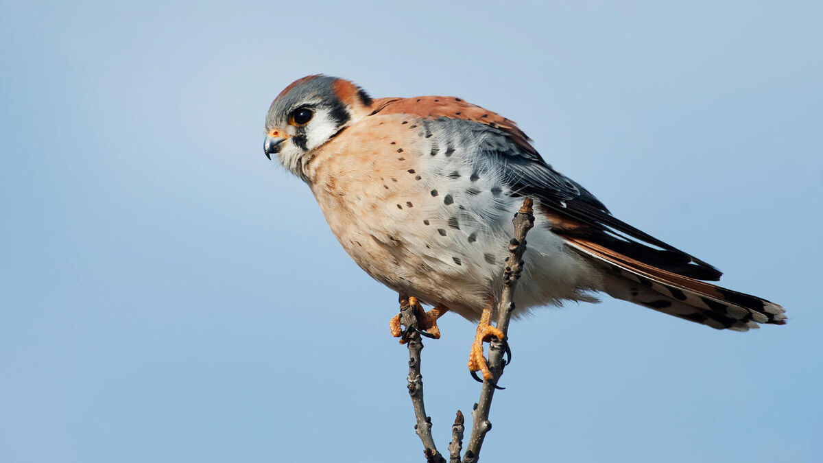 Procès - Procès pour trafic d'oiseaux reporté à 2026 : un prévenu de 92 ans au centre de la décision