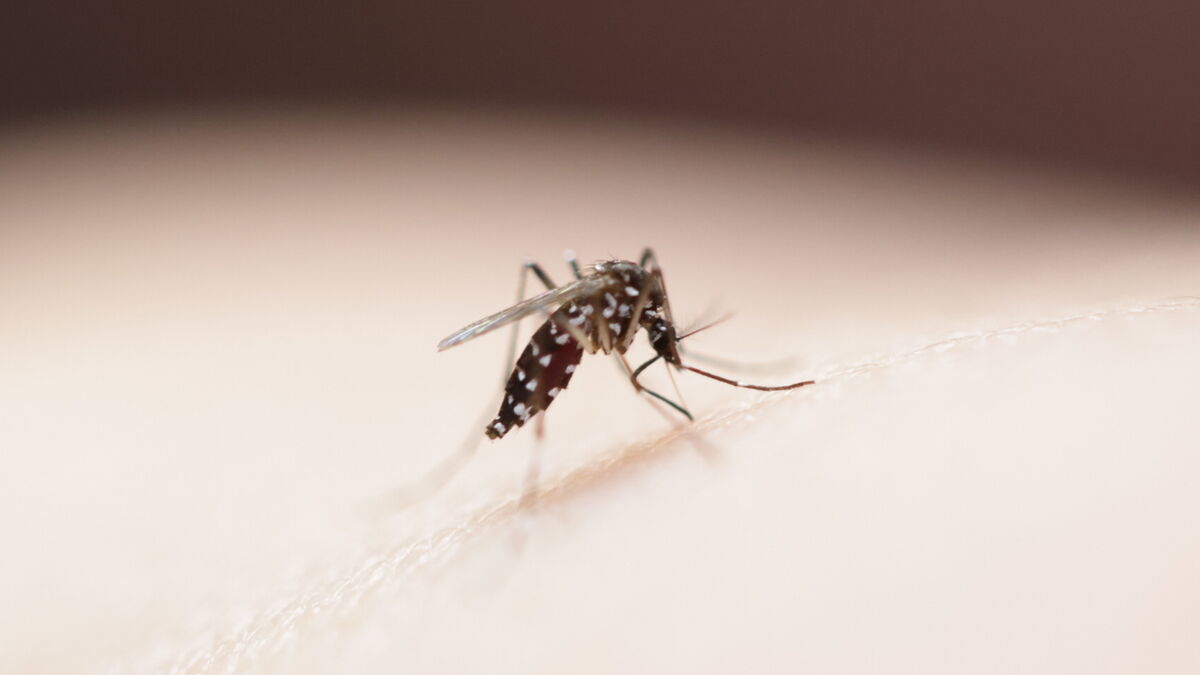 Chikungunya - Chikungunya : Les Deux Cas Autochtones Récents Sont Les Plus Précoces Jamais Identifiés En Métropole