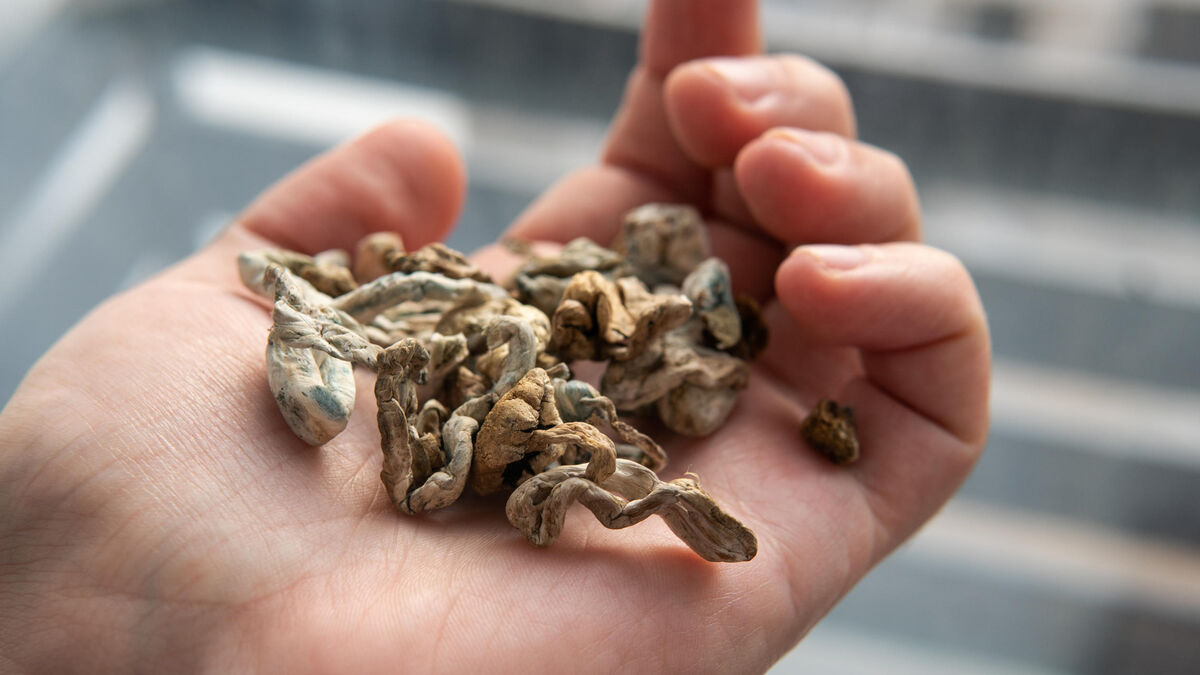 Champignons - La Nouvelle-Zélande Autorise l'Usage Médical des Champignons Hallucinogènes