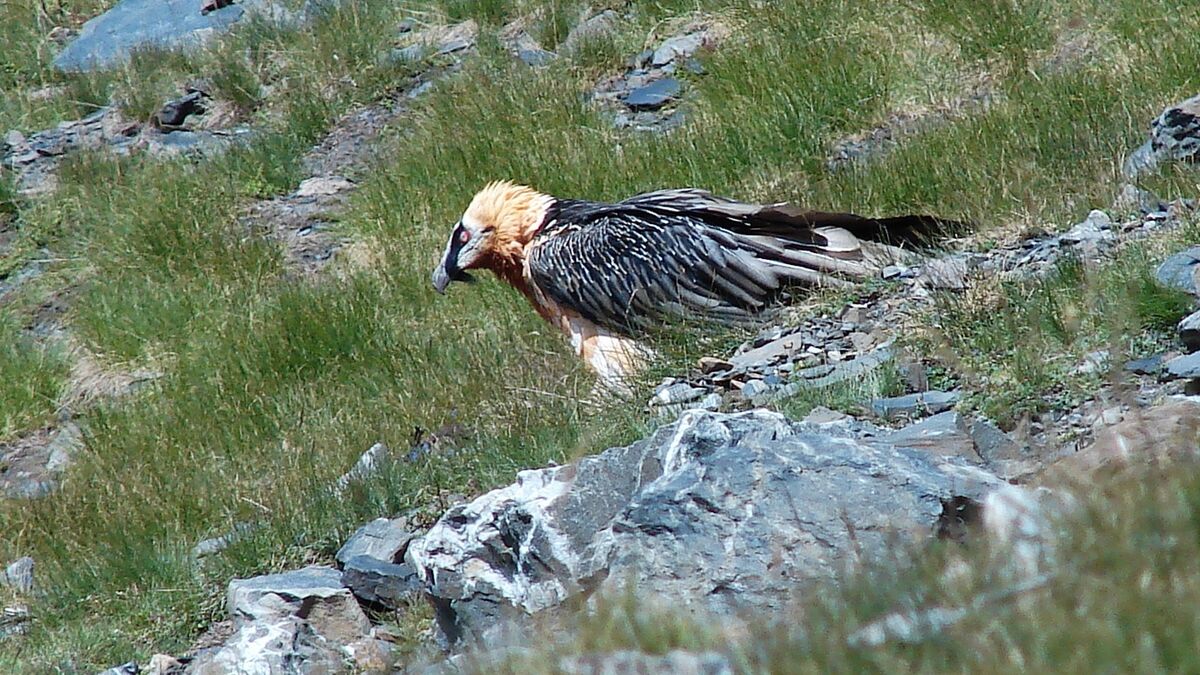 gypaète - Dans les Pyrénées, la reproduction du gypaète barbu, un oiseau rare, suscite de nouvelles inquiétudes