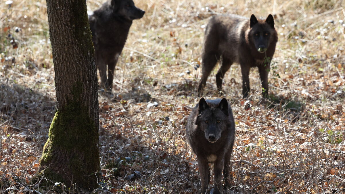 loup - Yvelines : Le loup retrouvé mort en forêt de Rambouillet aurait pu être abattu