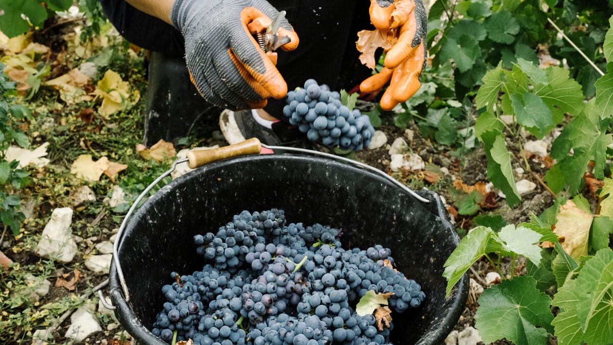 procès - À Châlons-en-Champagne, le procès des « vendanges de la honte » : « on travaillait comme des animaux »