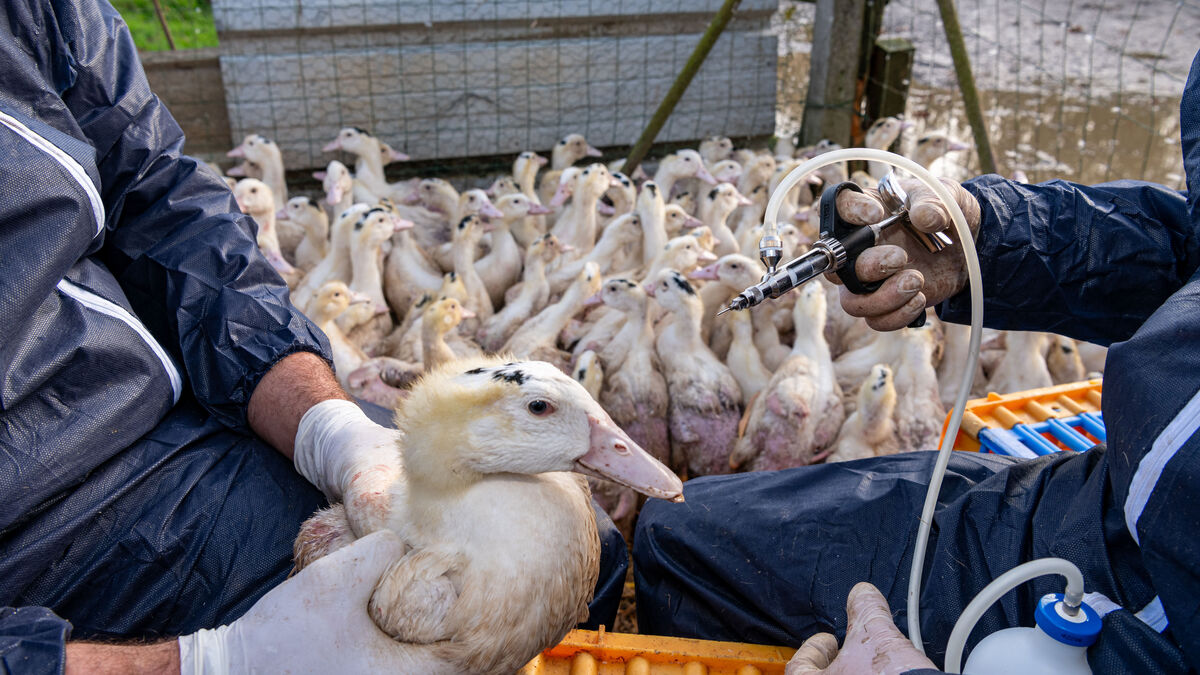 thermomètre - Grippe aviaire : Le thermomètre mondial de l’épidémie est-il défaillant ?