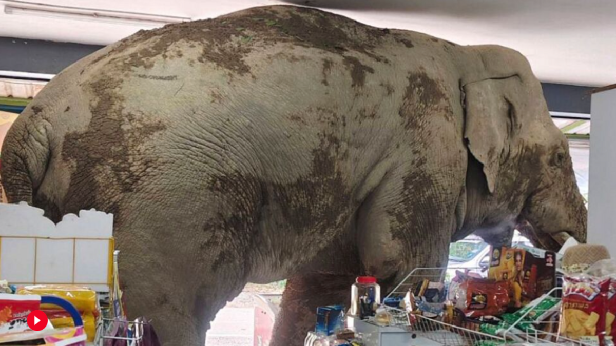 épicerie - Un éléphant sème le chaos dans une épicerie thaïlandaise en se servant à manger dans les rayons
