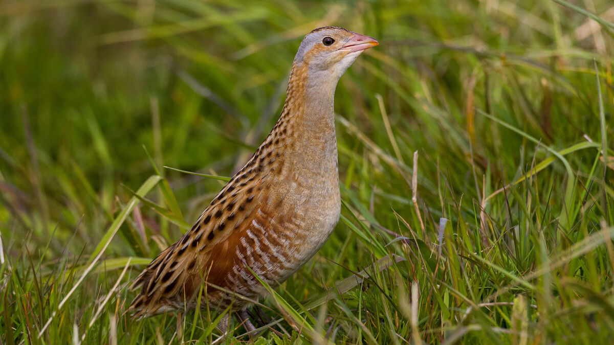 oiseau - « Une émotion particulière » : Un oiseau en voie d'extinction réapparaît sur le chantier du canal Seine-Nord Europe