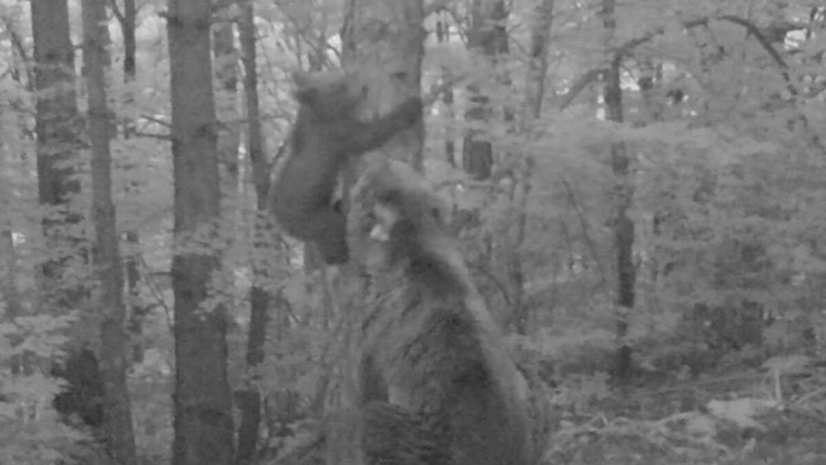 ourson - L'ourse Claverina, relâchée dans les Pyrénées en 2018, a donné naissance à un ourson.