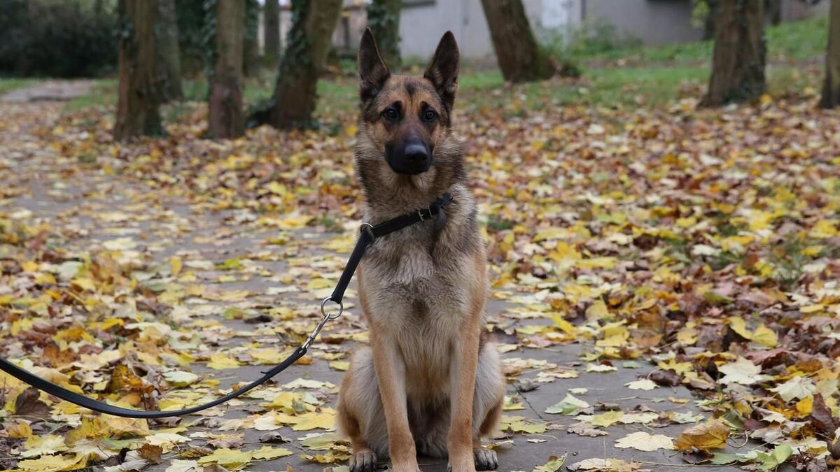 Prison - Un Homme Condamné à Un An de Prison Pour Avoir Traîné Son Berger Malinois Avec Sa Voiture