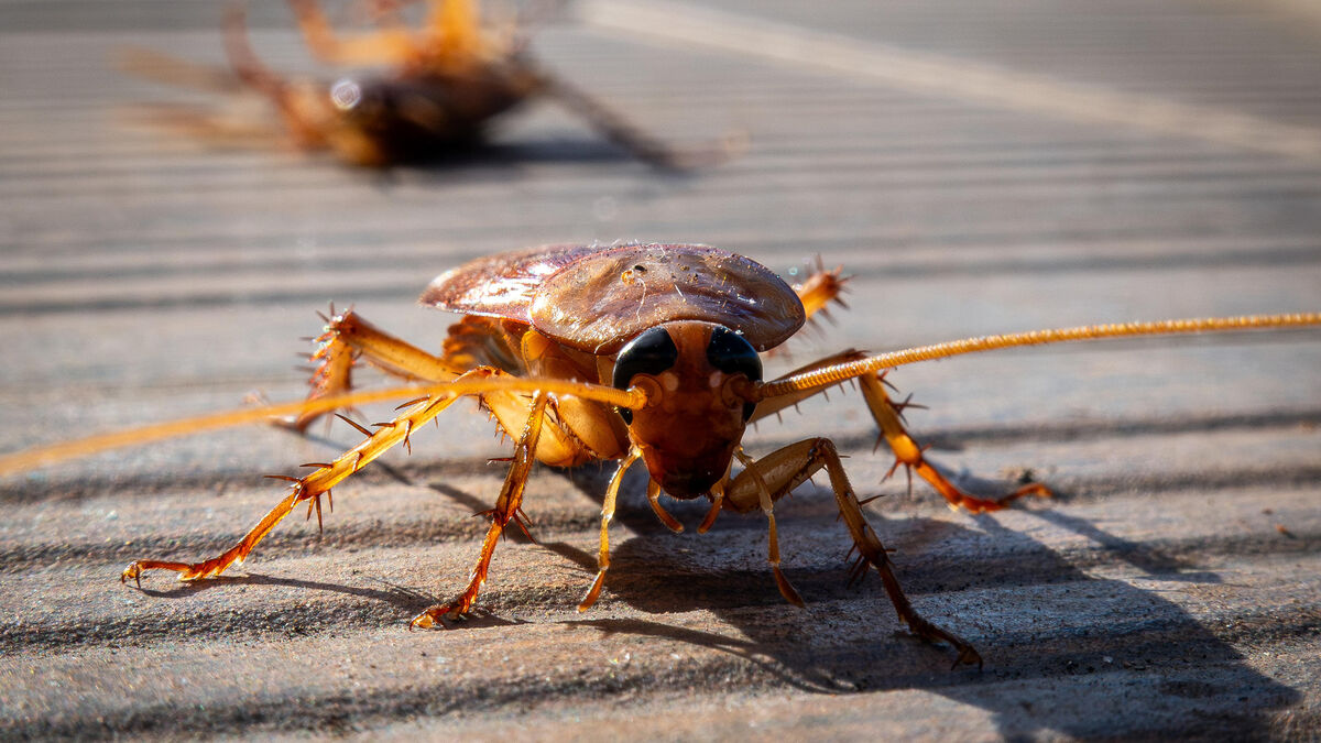 cafards - La Ville de Rome fait-elle vraiment face à une « invasion » de cafards volants ?