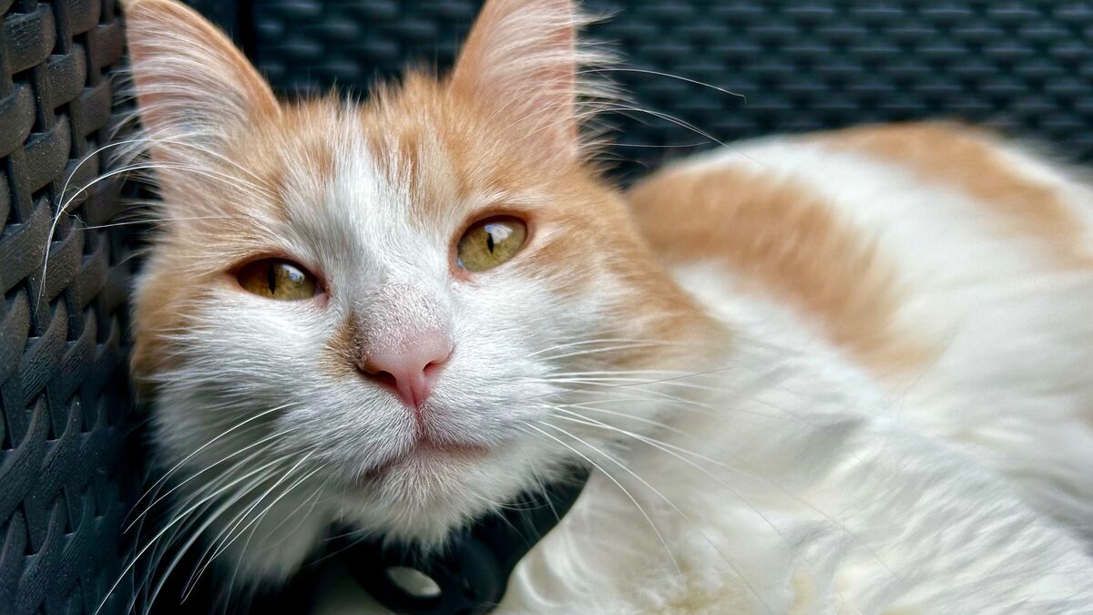 chatte - Une septuagénaire kidnappe la chatte de ses voisins avant de l'offrir à des proches
