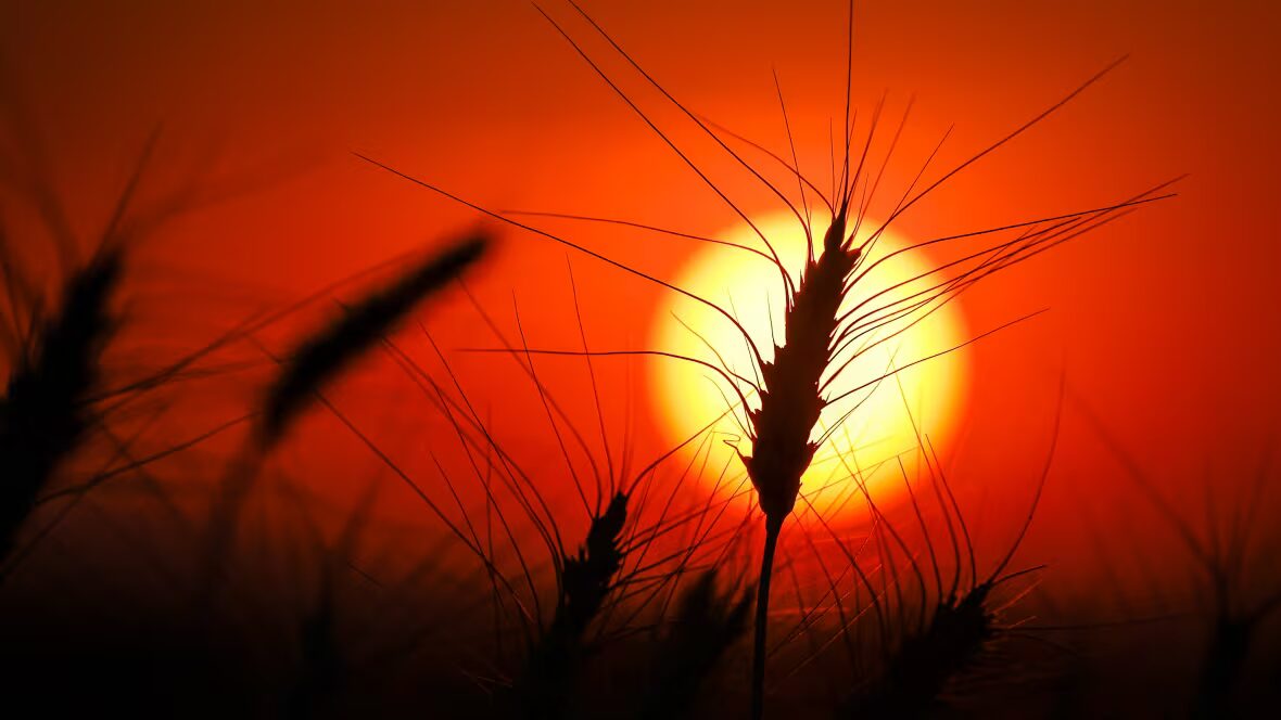 agriculteurs - L'adaptation des agriculteurs au changement climatique : quel impact sur l'avenir de l'alimentation ?