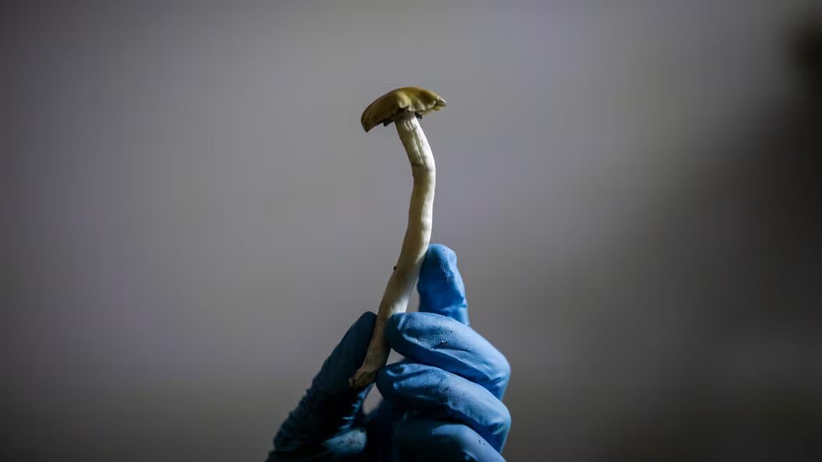 psilocybe - La Cour fédérale déclare que la décision de Santé Canada de bloquer la formation expérientielle sur le psilocybe était déraisonnable