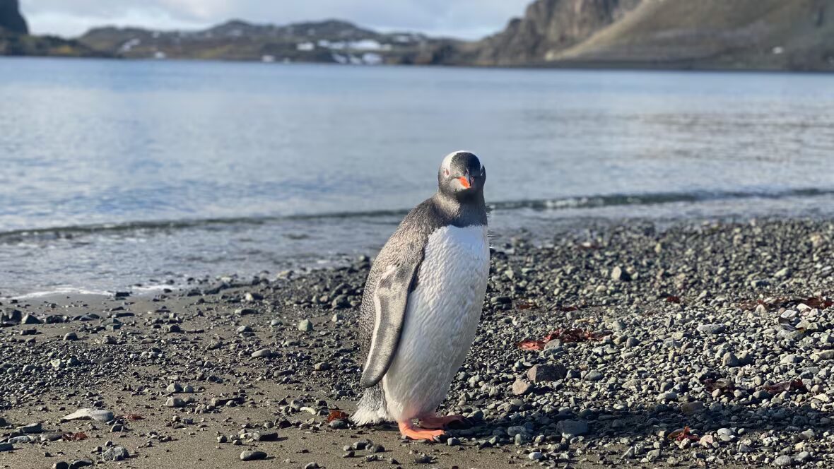 Traité - Le Traité de l'Antarctique sous tension alors que les pays membres se réunissent en Italie