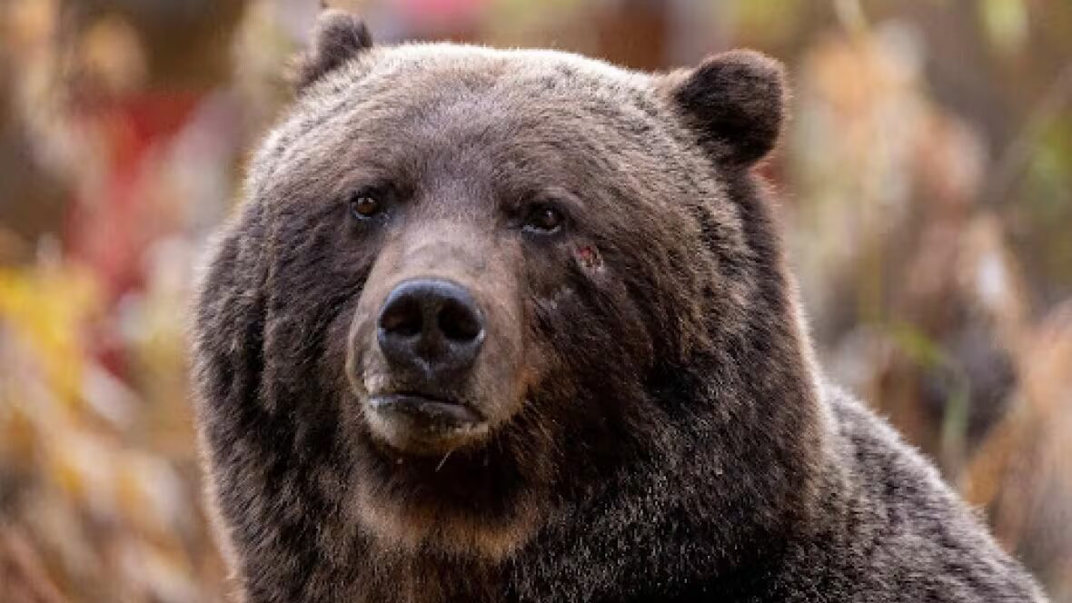 ourses - Deux ourses grizzlies tuées par des trains dans le parc national de Banff