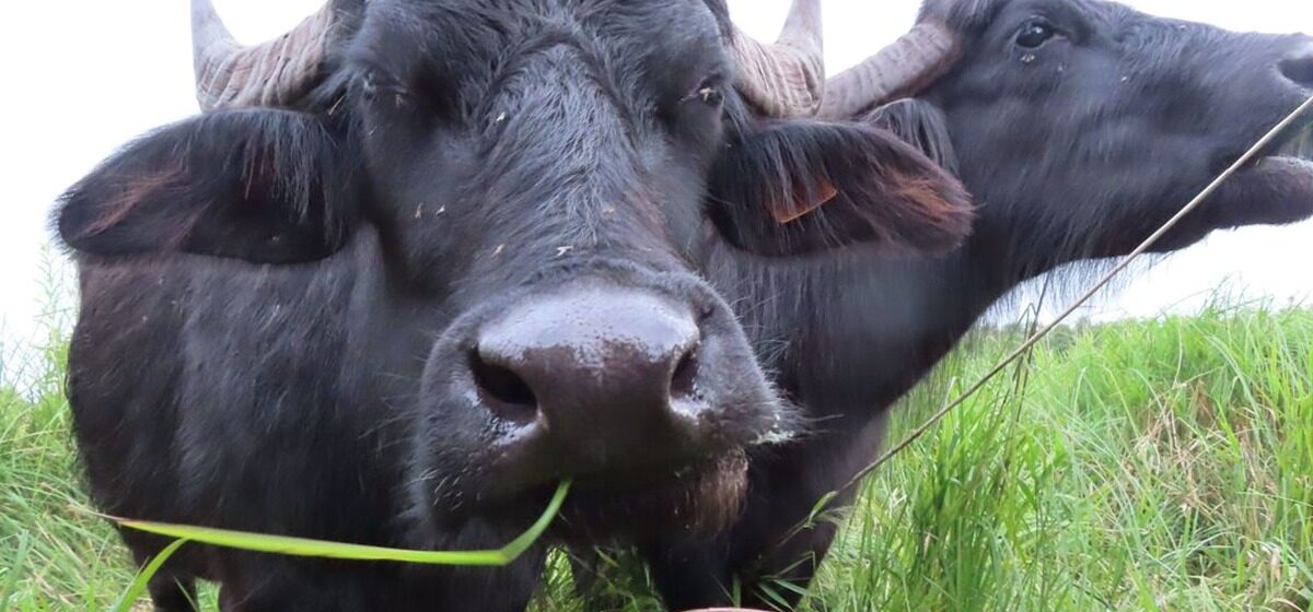 buffles - Des buffles d'eau dans les forêts de l'Oise : « le meilleur moyen d'entretenir les zones humides »