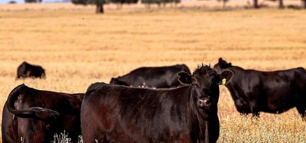 viande - L'Australie va lever l'interdiction d'importation de viande de boeuf américaine après le conflit sur les tarifs de Trump