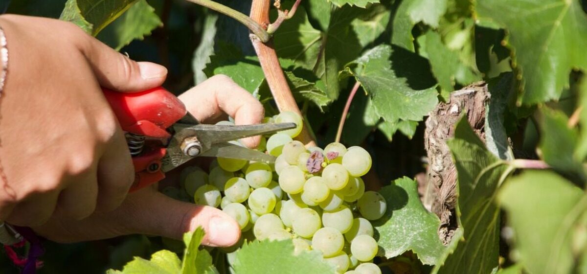 Champagne - Avec Près De 1,3 Milliard De Bouteilles En Caves, Pourquoi La Champagne Va-T-Elle Vendanger Moins Pour Réduire Son Stock ?